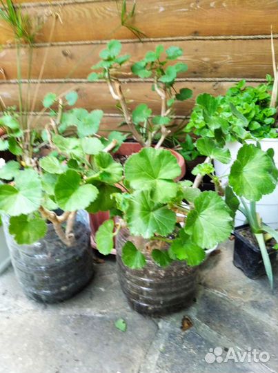 Диффенбахия герани