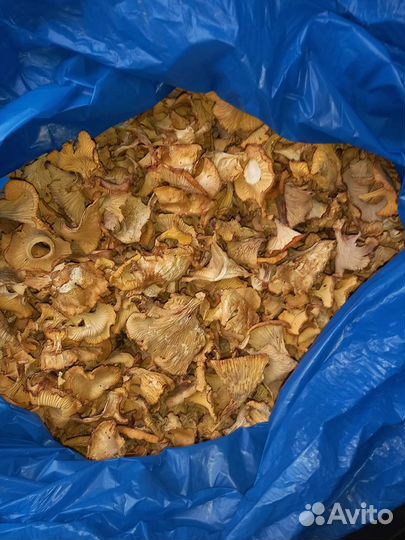 Лисичка сушёная. Новый урожай 23 года