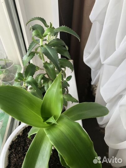 Каланхоэ лечебный,Золотой ус,Алоэ лечебный