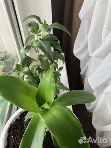 Каланхоэ лечебный,Золотой ус,Алоэ лечебный