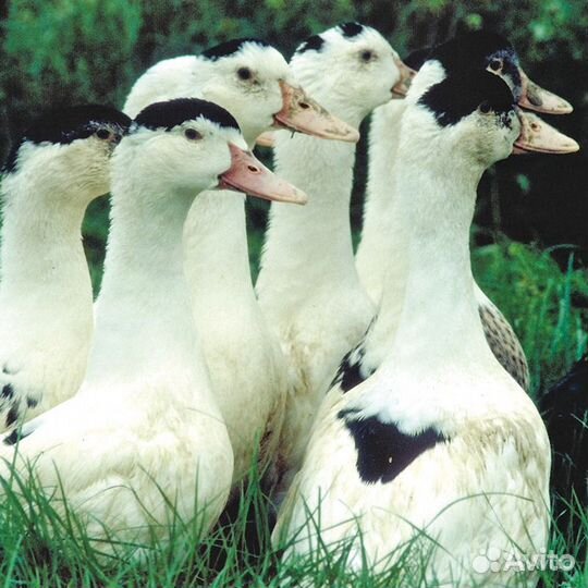 Утка Мулард, стар 53(бройлерная)