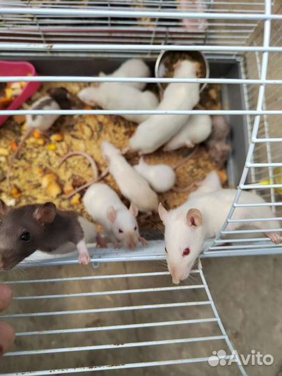 Крысы дамбо