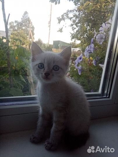 Отдам в добрые руки котенка