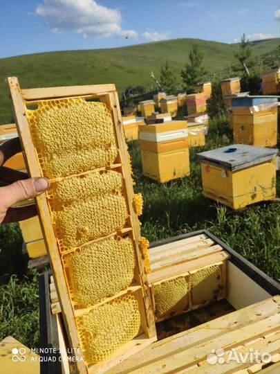 Продам мёд, пыльца,перга