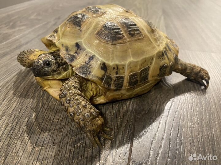 Черепаха сухопутная с террариумом 15-17 лет