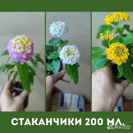 Саженцы лантаны