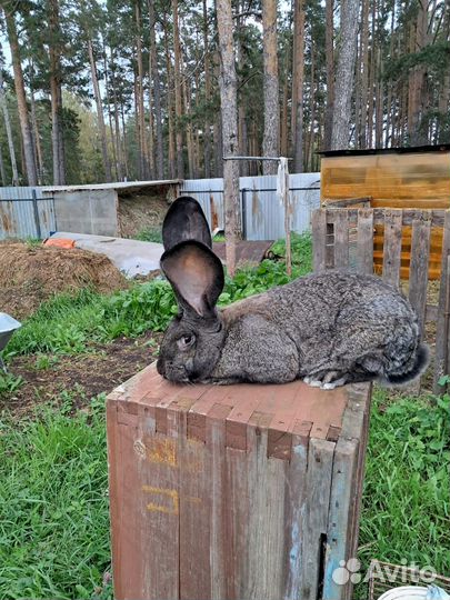 Бельгийский великан