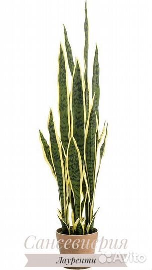 Суккуленты