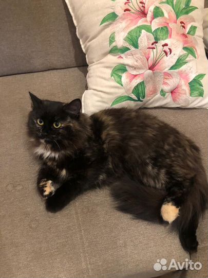 Отдам в добрые руки кошечку