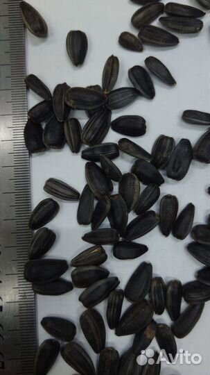 Семечки подсолнечника крупные