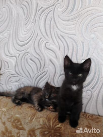Отдам котят в добрые руки
