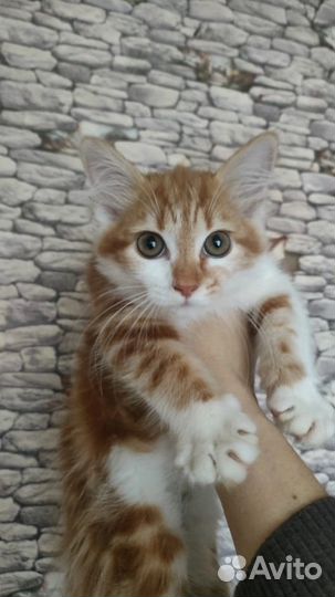 Кошка