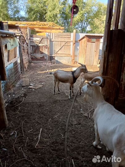 Козье молоко