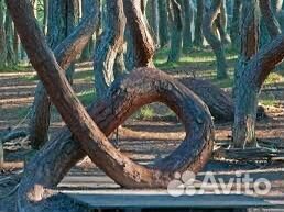 Индивидуальные экскурсии на Куршскую косу