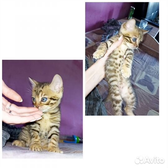 Бенгальская