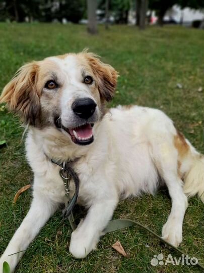 Собака, сука, в добрые руки отдам бесплатно