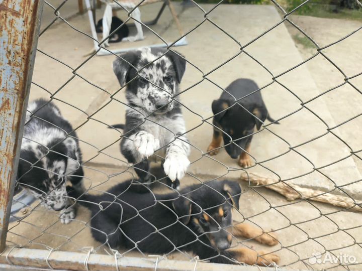 Щенята в добрые руки помесь