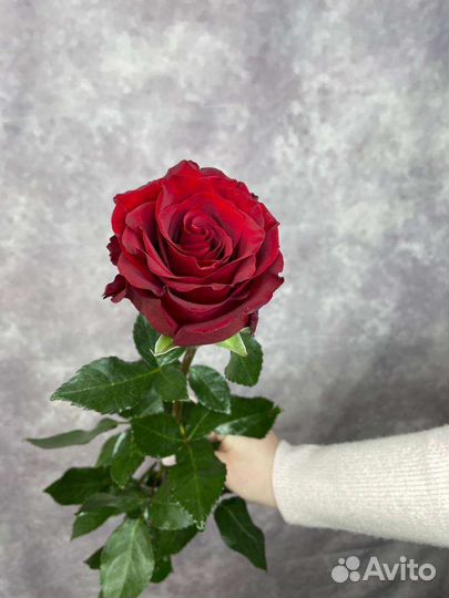 Розы поштучно