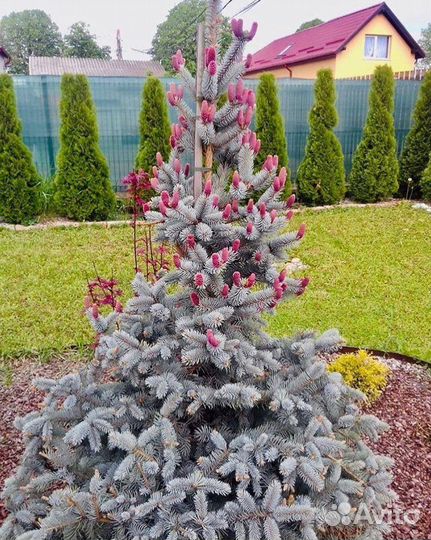 Голубая ель хупси германия