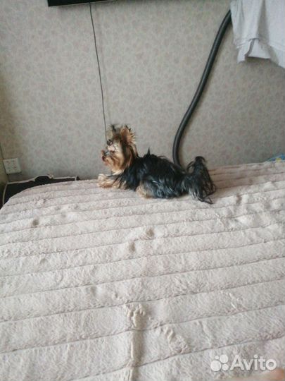 Йоркширский терьер