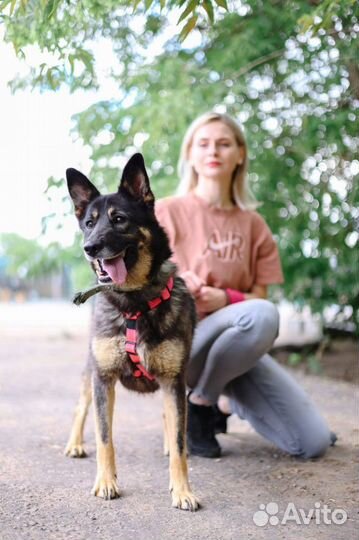 Собака в добрые руки