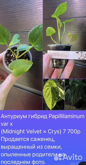 Растения домашние, разные