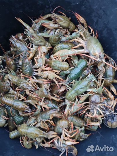 Живые раки. Опт и розница