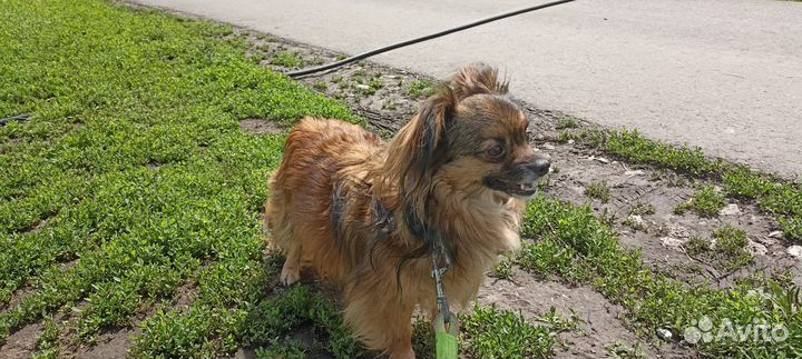 Собака в добрые руки отдам бесплатно