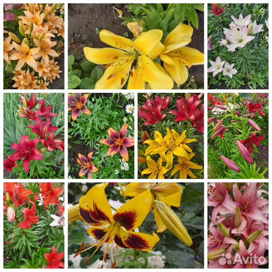 Цветы лилии