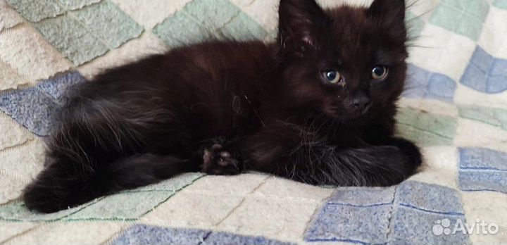 Малышка девочка ищет самую лучшую семью