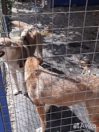 Собака в добрые руки