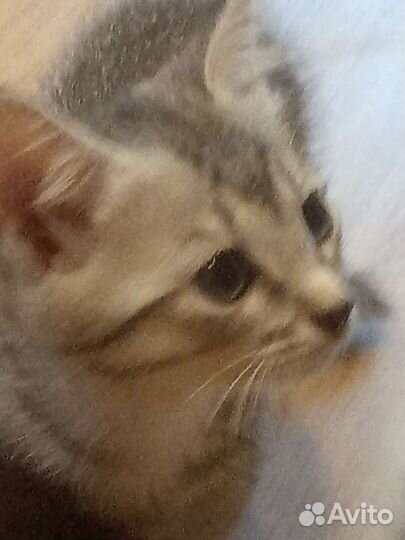 Котенок Бусинка