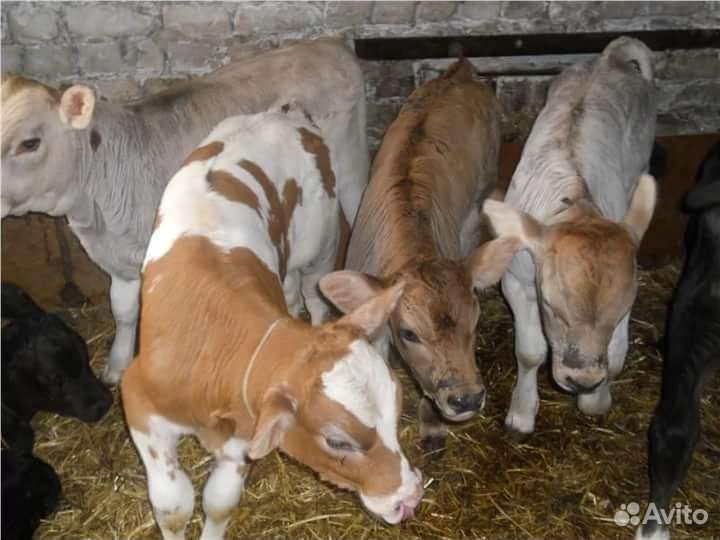 Телята бычки