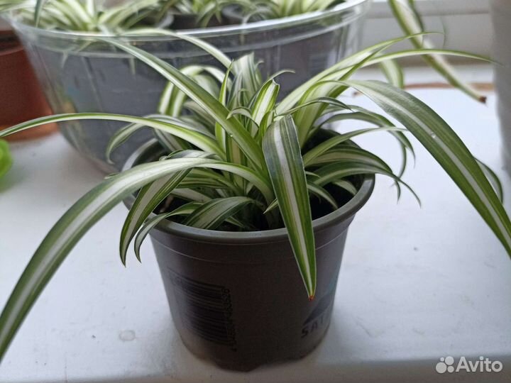 Хлорофитум