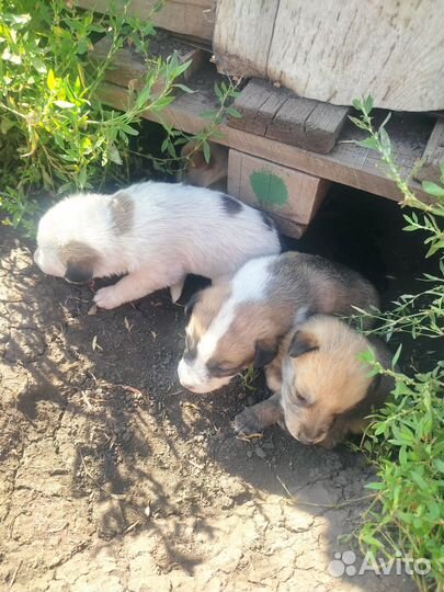 Собака в дар