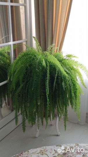 Папоротник Нефролепис