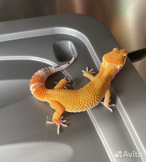 Леопардовый геккон эублефар