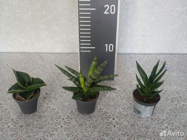 Сансевиерии разных сортов