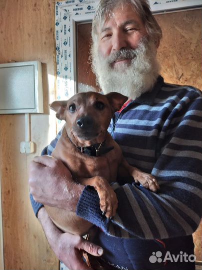 Передержка собак