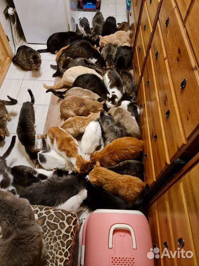 Котя сопливая