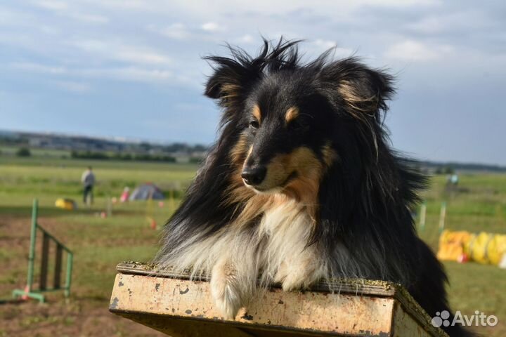 Щенки шелти