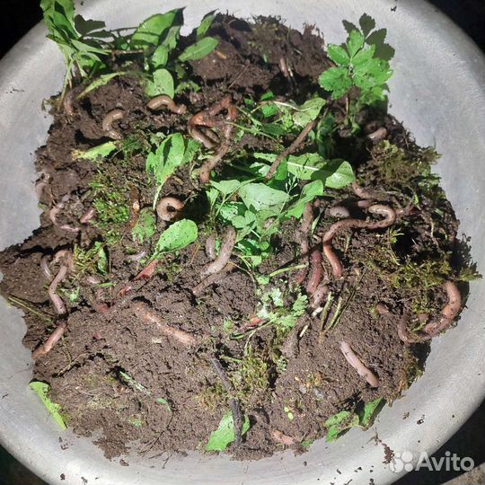 Червь выползок