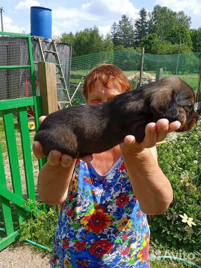 Щенки таксы