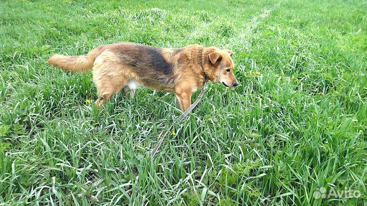 Собака Тэдди