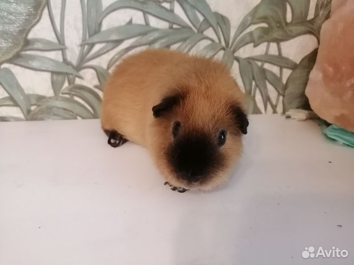 Продам морскую свинку самец