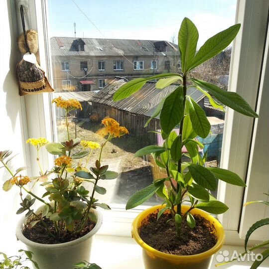 Комнатные цветы