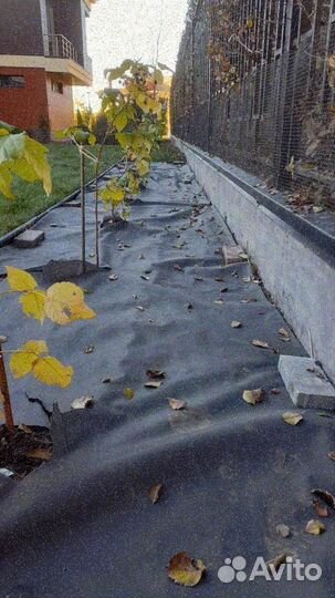 Продажа рулонного газона элитный