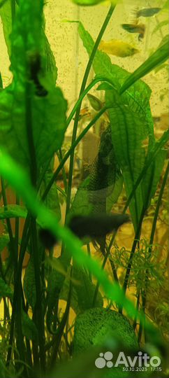 Анцытрус вуалевый