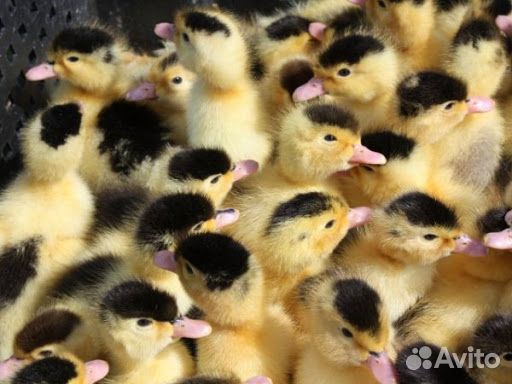 Утята муларды