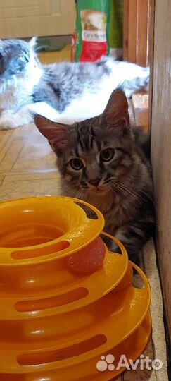 Котята породы мейн-кун